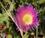 کارپوبروتوس ادولیس